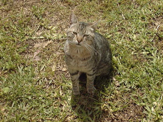 chat