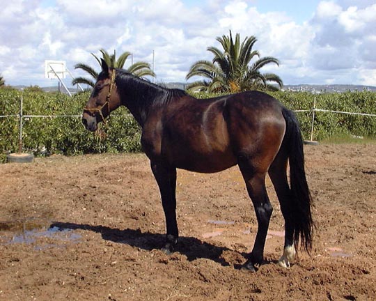 cheval