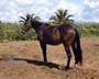 cheval